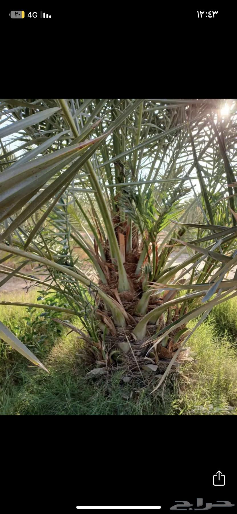 قلع وغرس ونقل النخيل بجميع انواعه64572901190017112