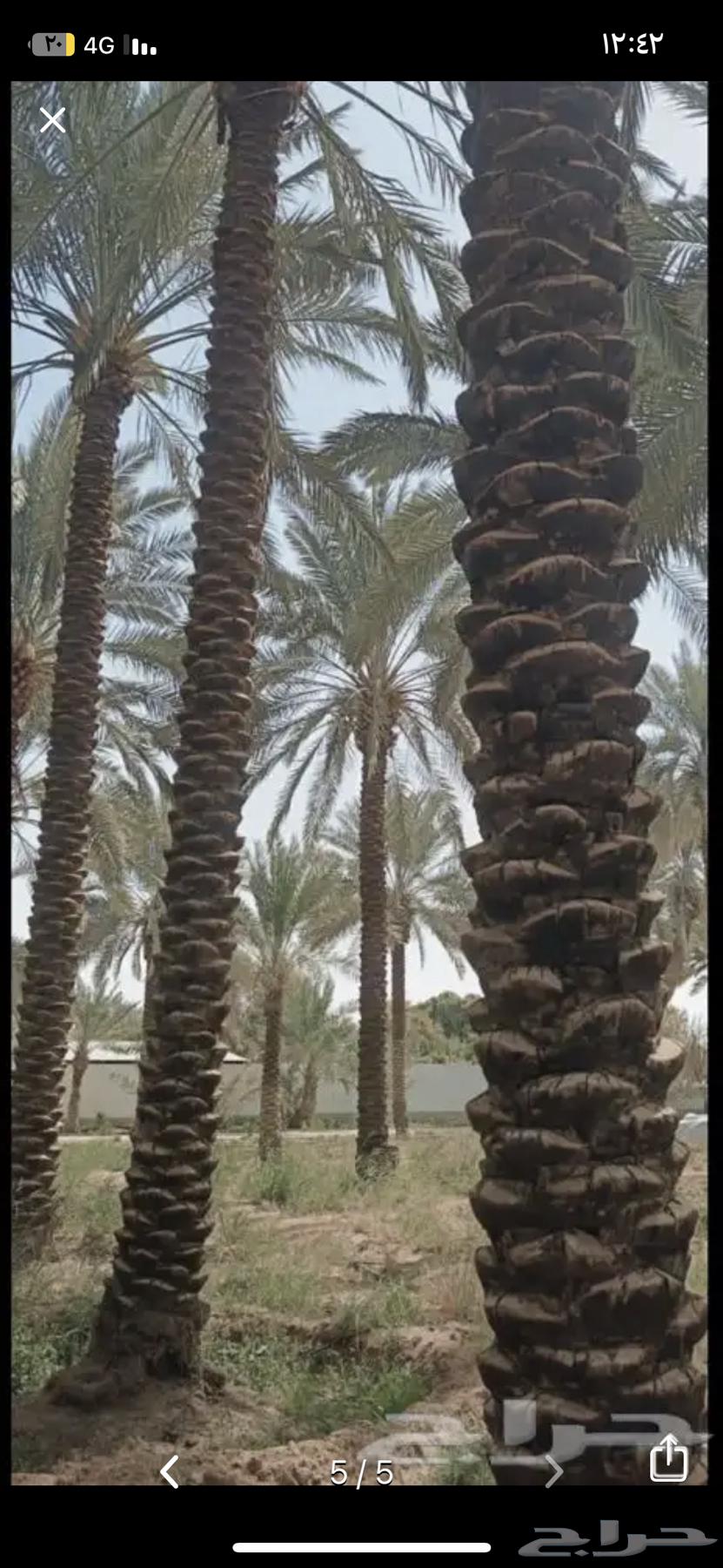 قلع وغرس ونقل النخيل بجميع انواعه64572901190017113