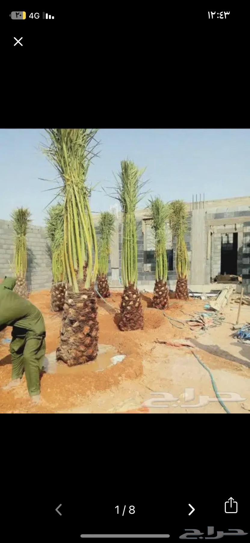قلع وغرس ونقل النخيل بجميع انواعه64572901190017111