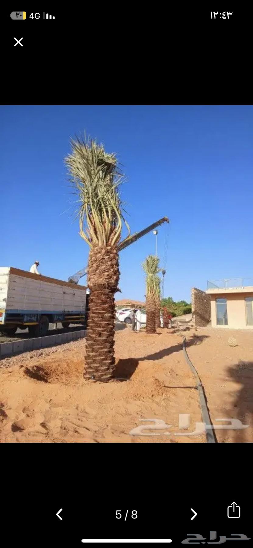 قلع وغرس ونقل النخيل بجميع انواعه64572901190017110