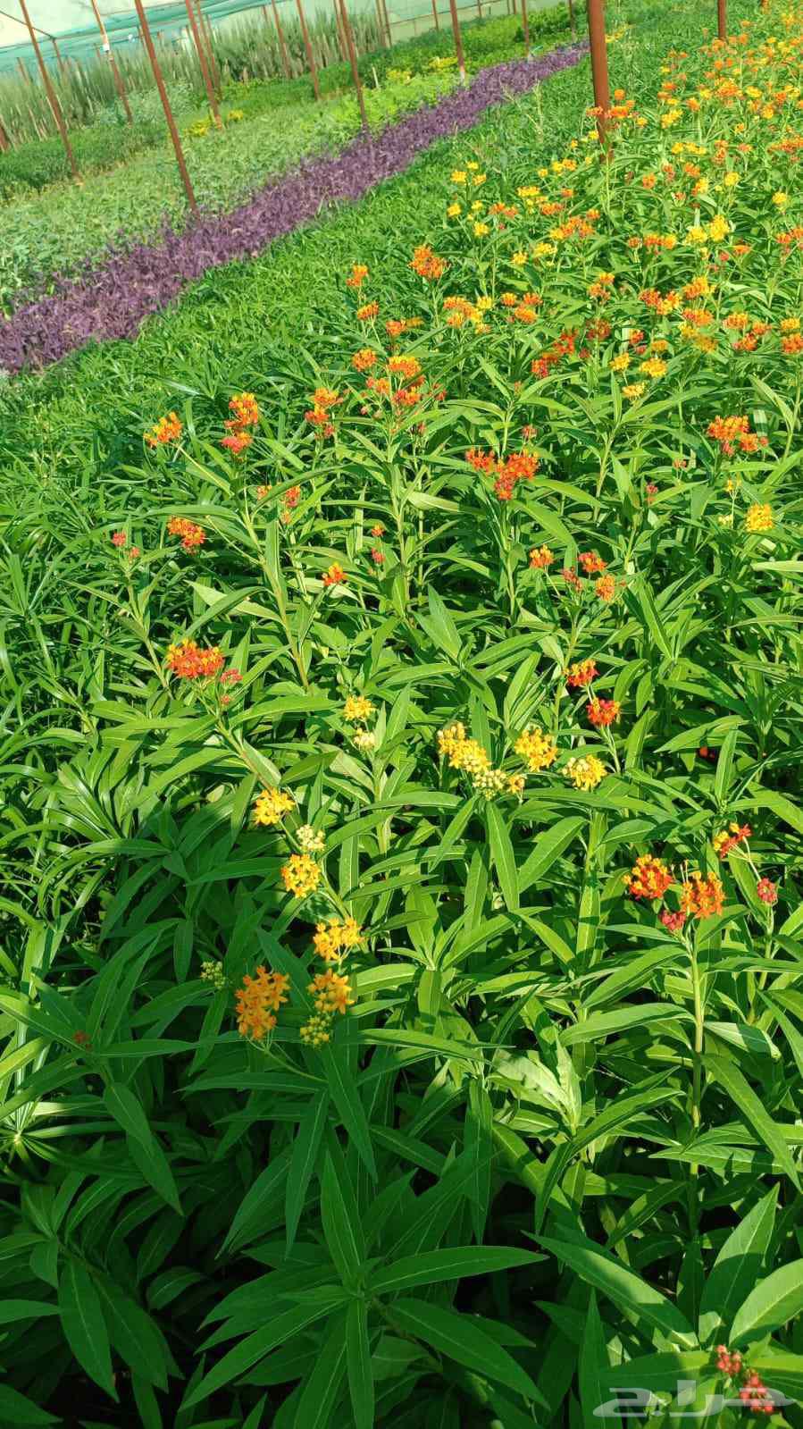 زرع طبيعي وصناعي وثيل طبيعي وصناعيه64582534225921113