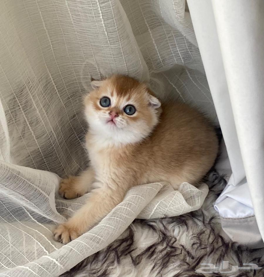 عندي رحلة توصيل حيوانات أليفه من الرياض إلا ابها64572918238211110