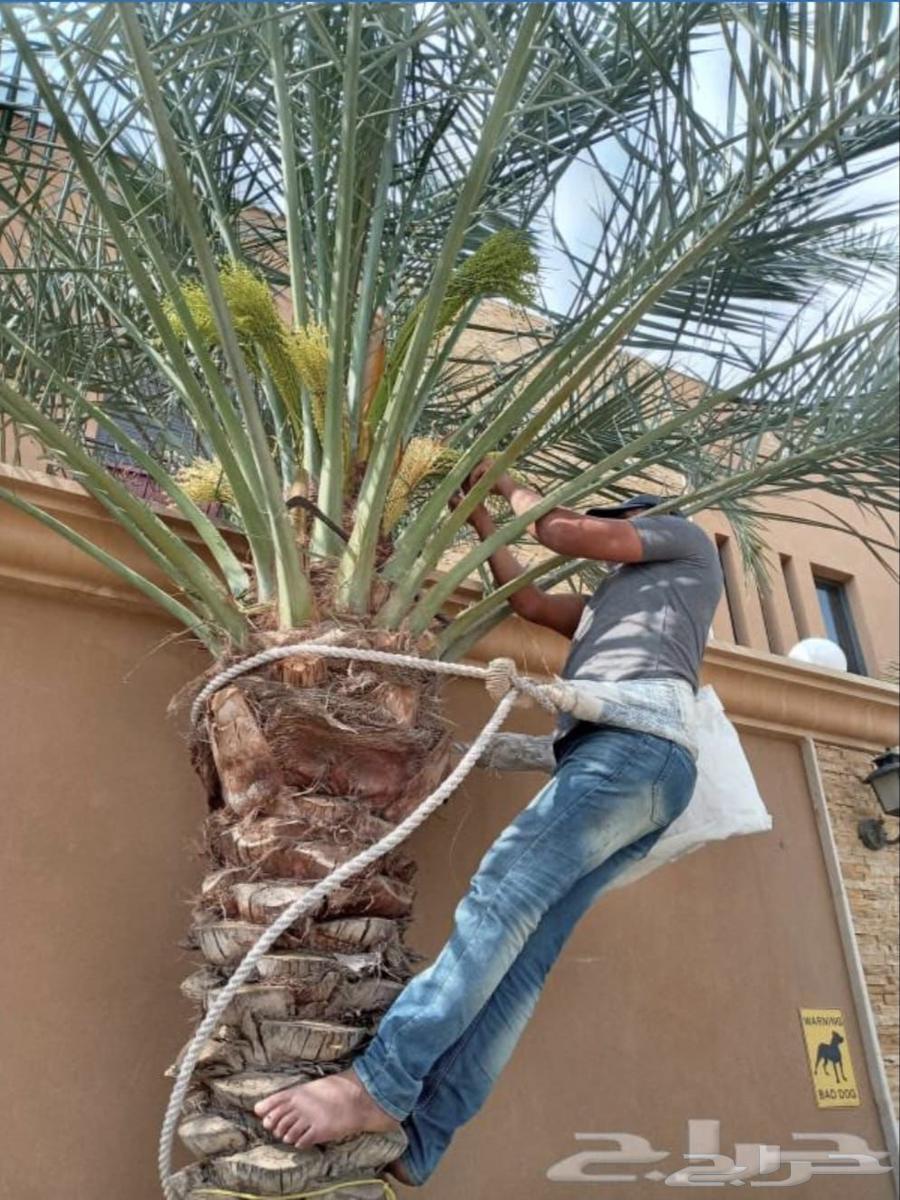 قشع نخل غرس نخل جث نخل أزاله شجر رافعه نقل64589463144834111