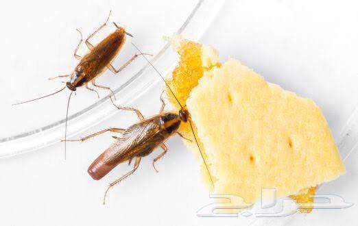 مكافحة حشرات بجدة والنمل الابيض ( العته)64492663134594112