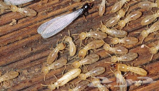 مكافحة حشرات بجدة والنمل الابيض ( العته)64492663134594110