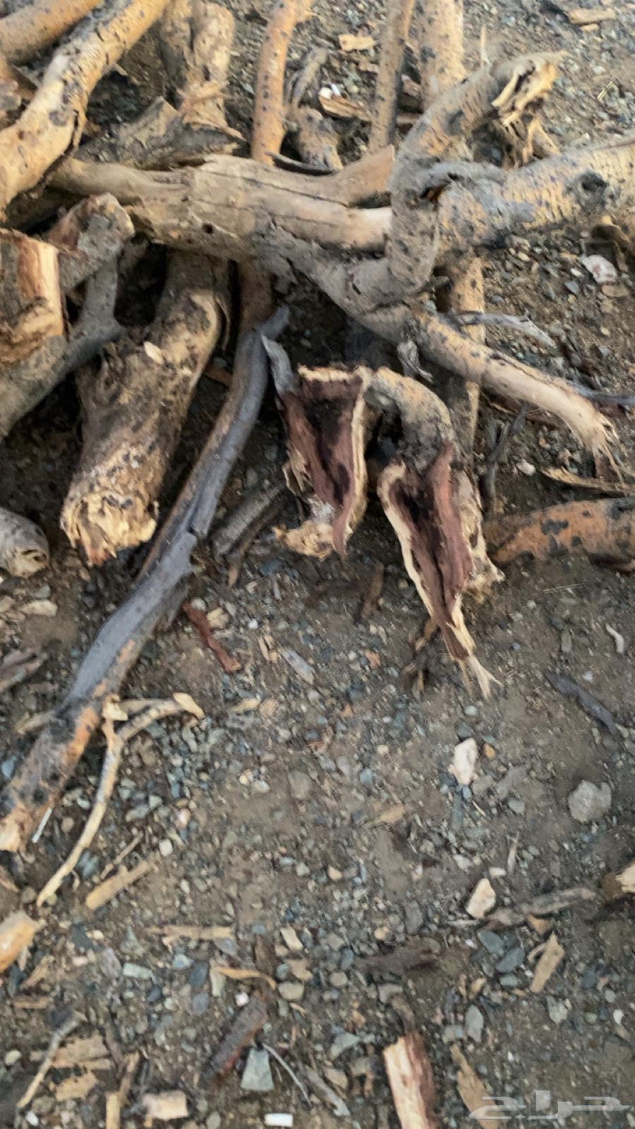 Imported Samr firewood, delivery available within Al-Taif64589614424578111