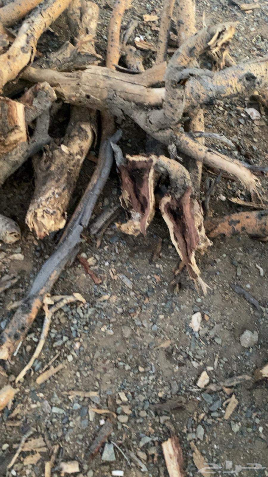 Imported Samr firewood, delivery available within Al-Taif64589614424578110