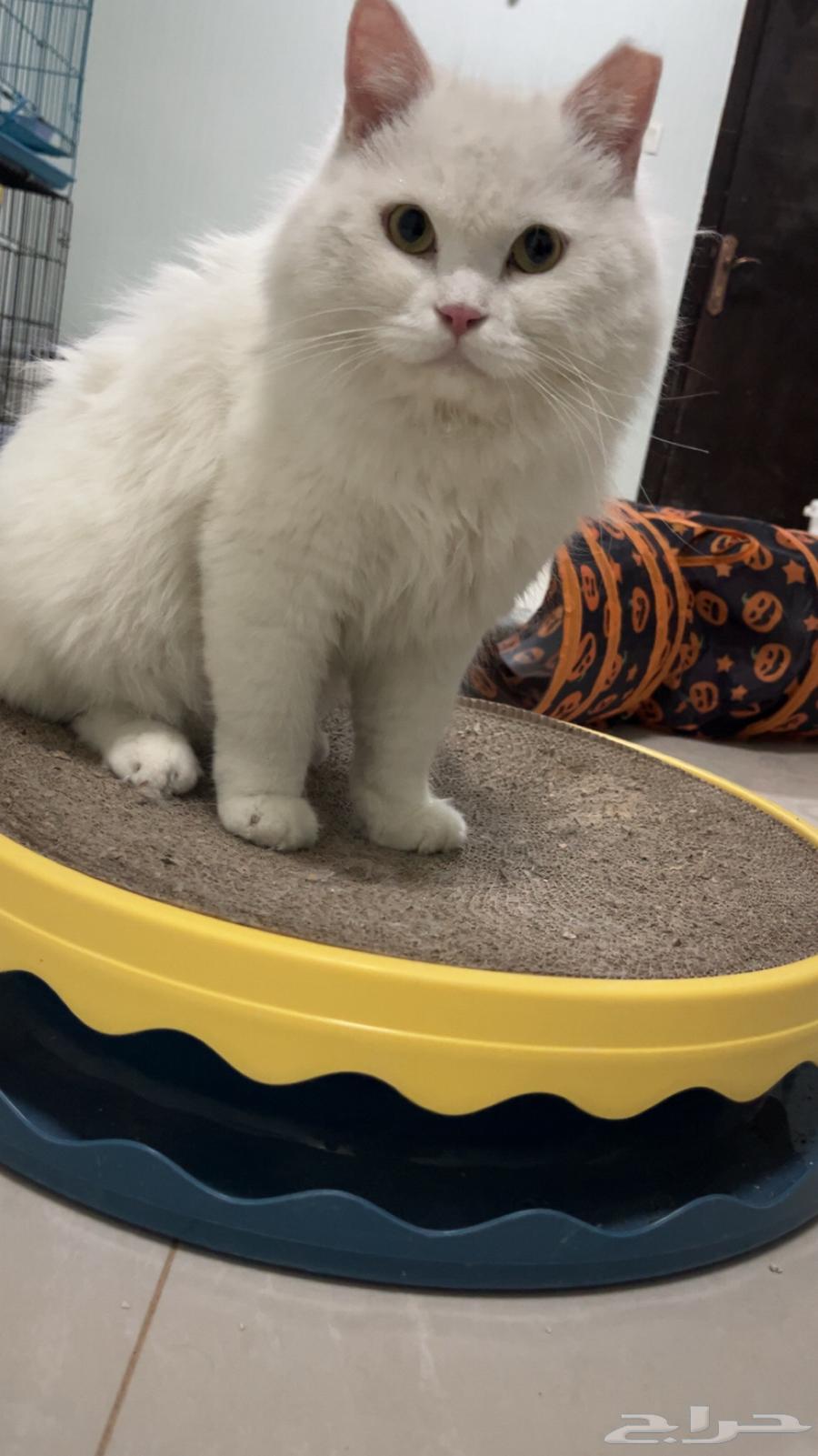 Neutered male cat available for adoption in Dammam64582770638465111