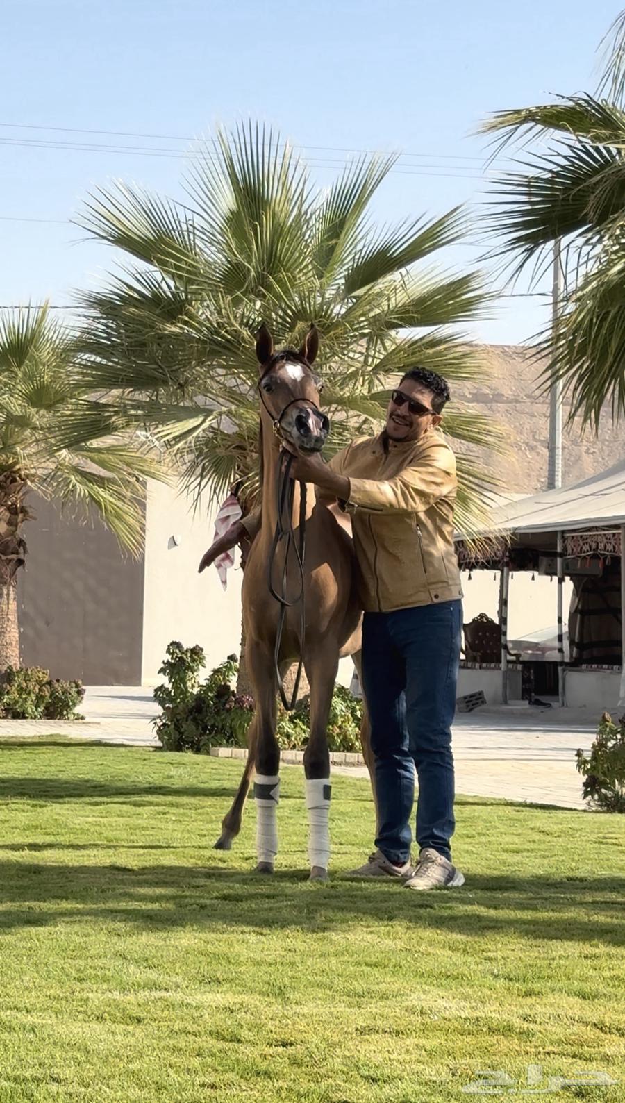 ايواء خيل ف ديراب خلف مركز الملك عبدالعزيز وتجهيز خيل الشو64589699320578112