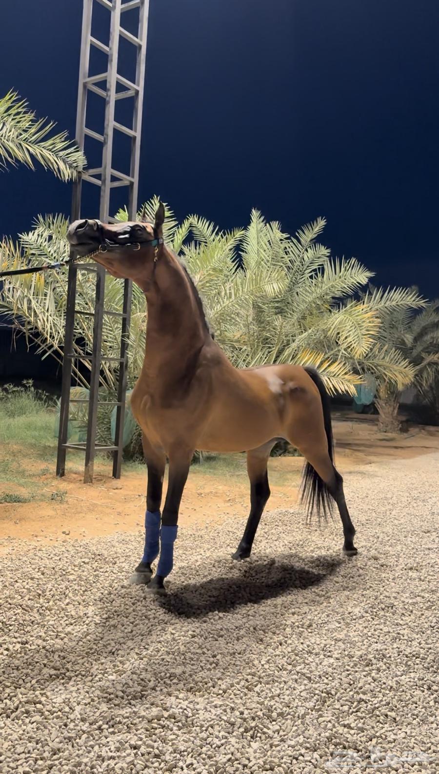 ايواء خيل ف ديراب خلف مركز الملك عبدالعزيز وتجهيز خيل الشو64589699320578114