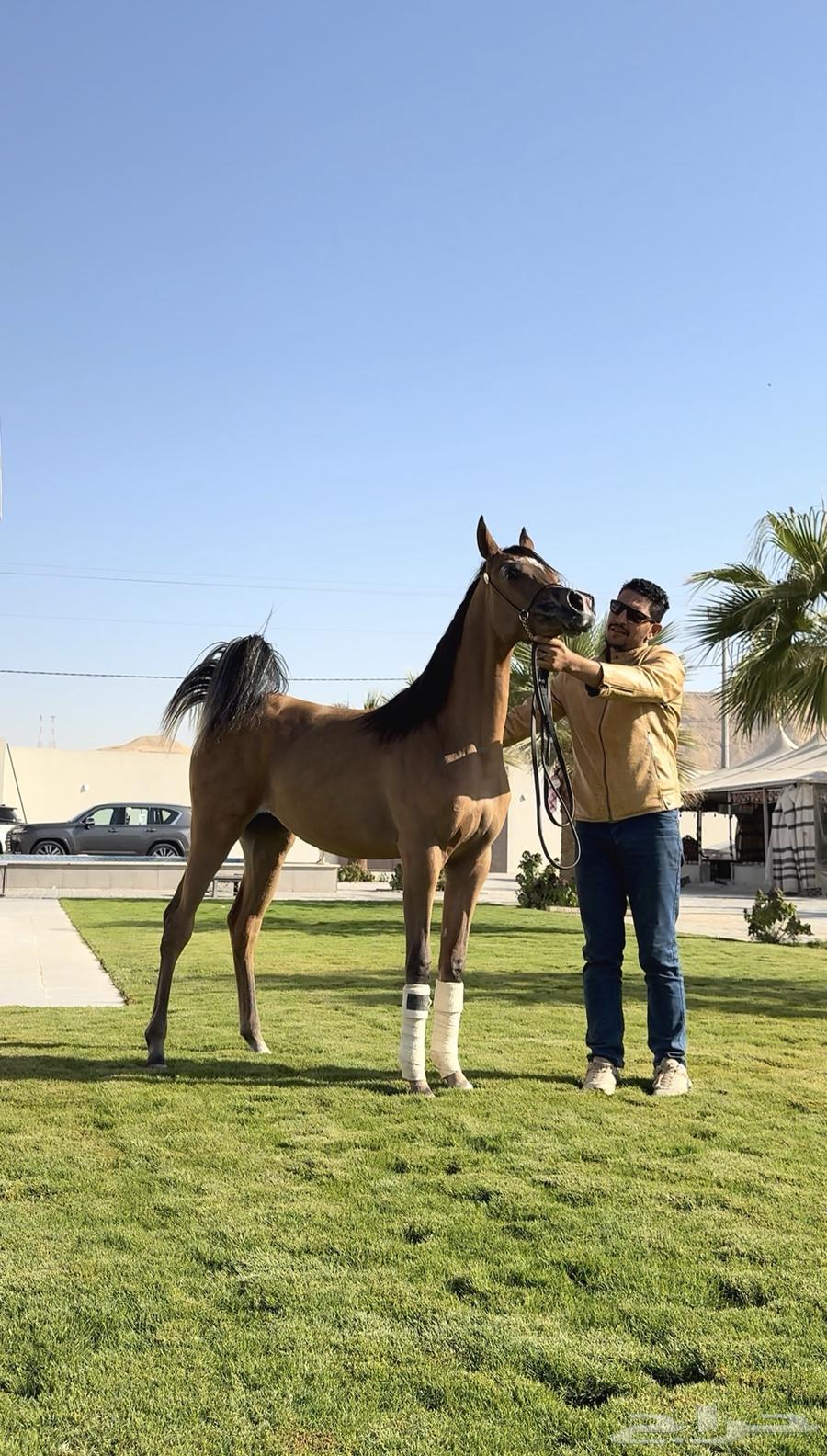 ايواء خيل ف ديراب خلف مركز الملك عبدالعزيز وتجهيز خيل الشو64589699320578113