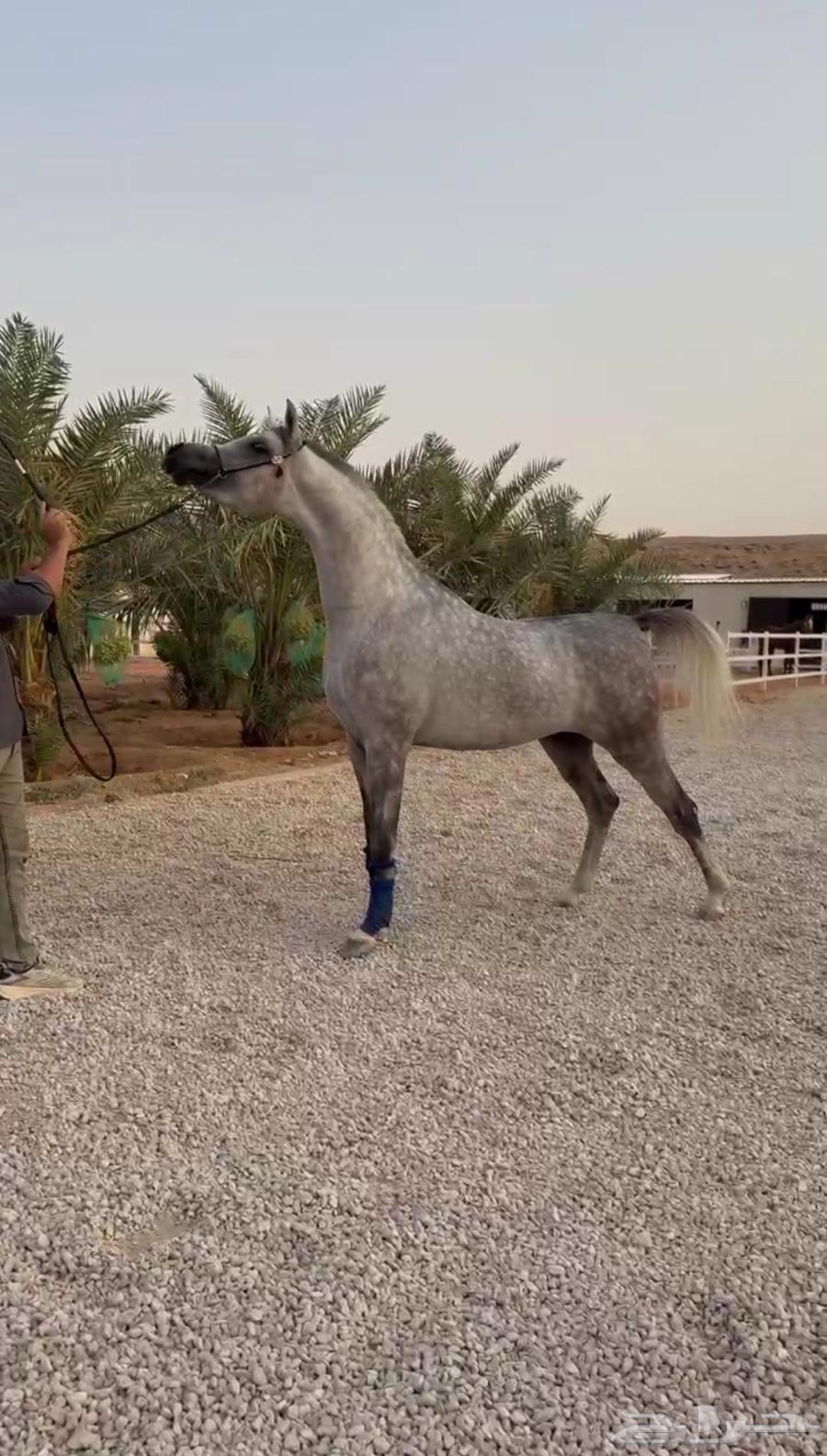 ايواء خيل ف ديراب خلف مركز الملك عبدالعزيز وتجهيز خيل الشو64589699320578111