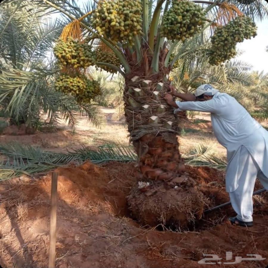 Palm tree cleaning, palm tree trimming, tree removal, palm tree relocation, palm tree lifting64589555430786114