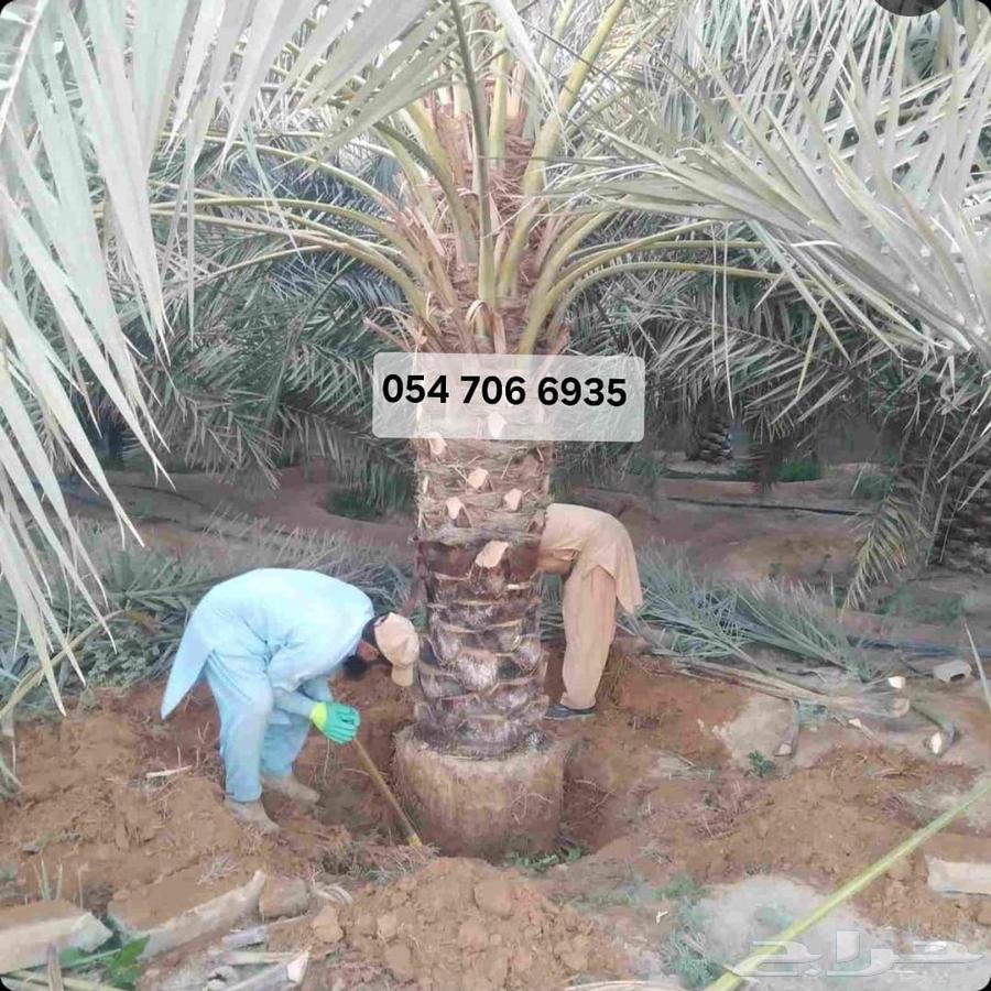 Palm tree cleaning, palm tree trimming, tree removal, palm tree relocation, palm tree lifting64589555430786112