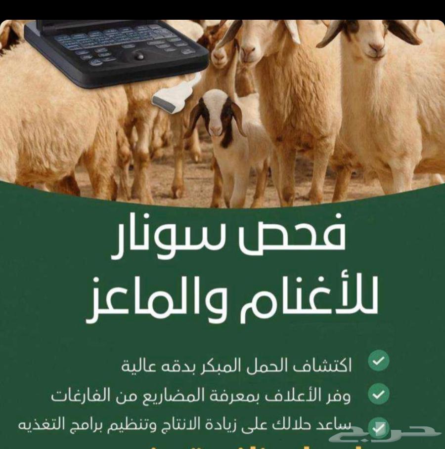 Sonar and Malta Test for Halal64589556993281111