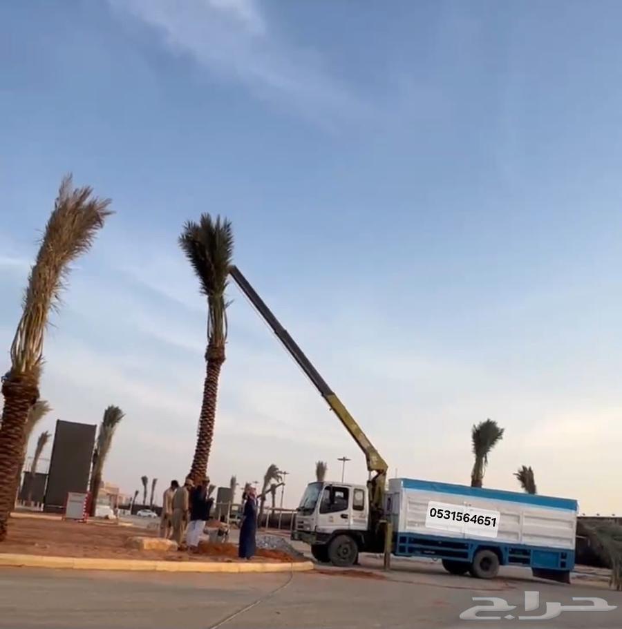 Palm tree cleaning, palm tree trimming, tree removal, palm tree relocation, palm tree lifting64589555430786113