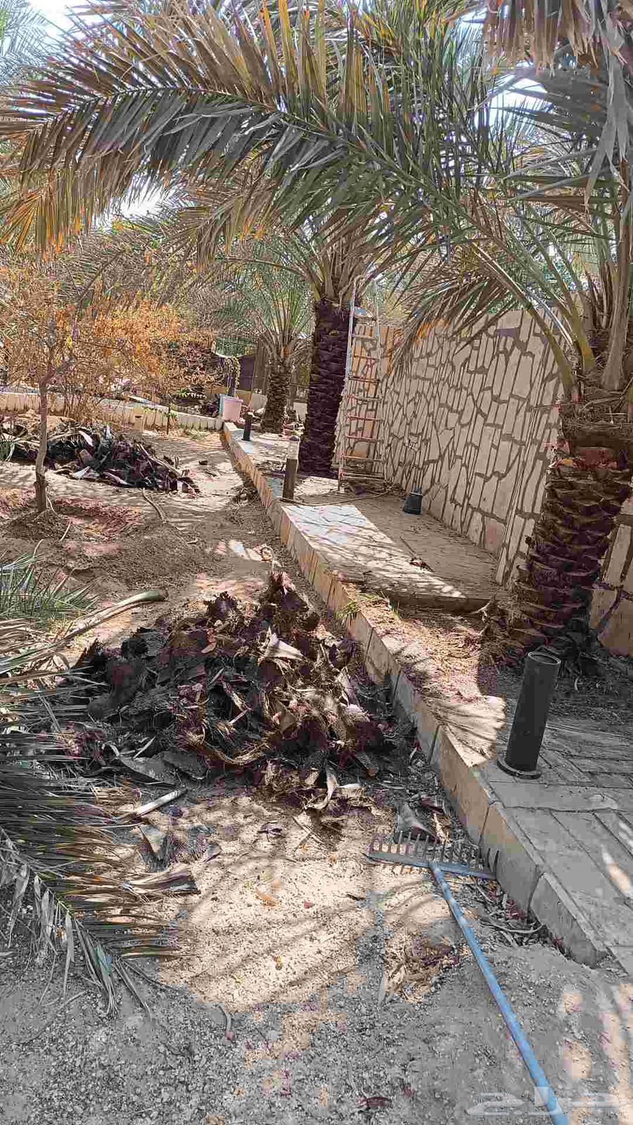 تكريب النخيل وتنظيف تشويك وتلقيح64581538987907113