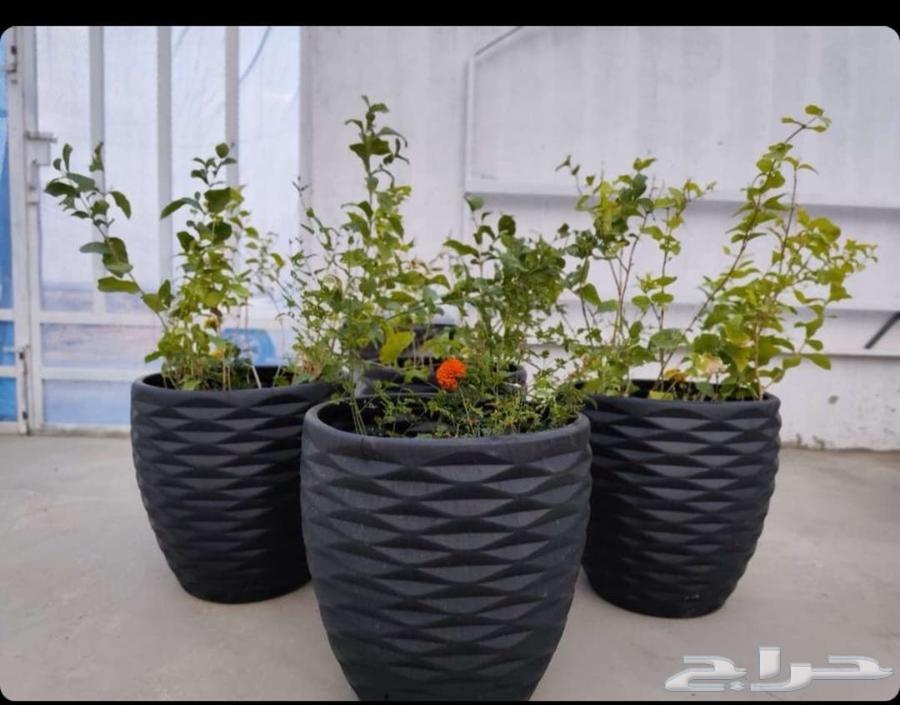 تنسيق الحدائق والزراعة64582770780931114