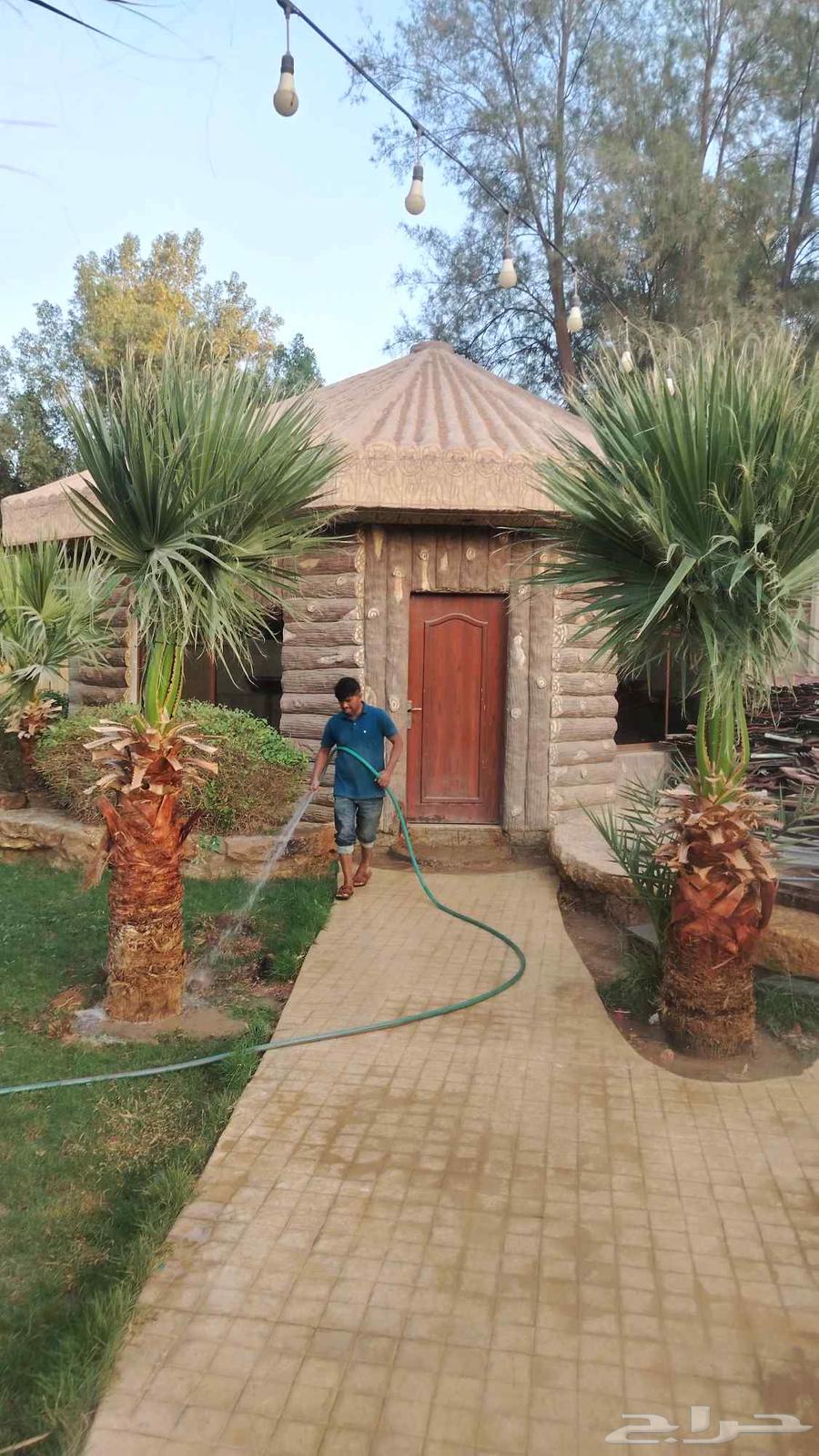 مشاتل نخيل واشنطن64582724398337113