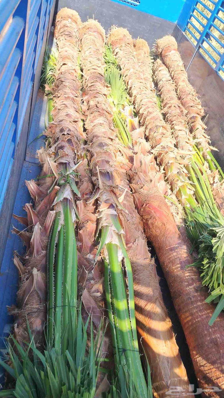 مشاتل نخيل واشنطن64582724398337111