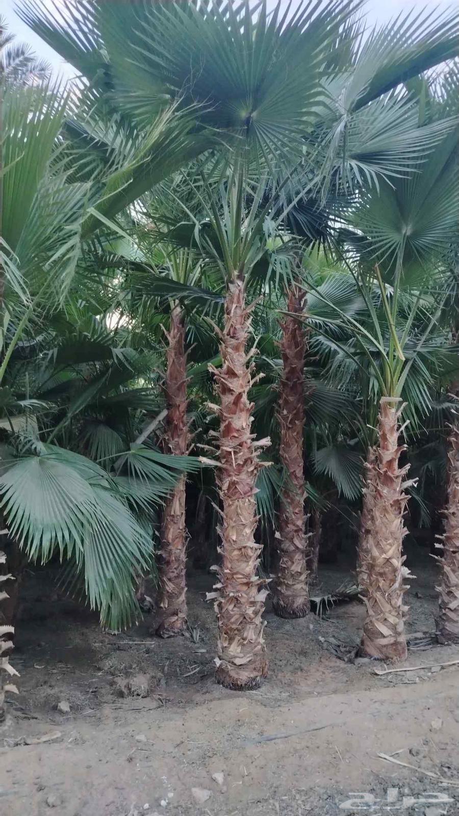 مشاتل نخيل واشنطن64582724398337114