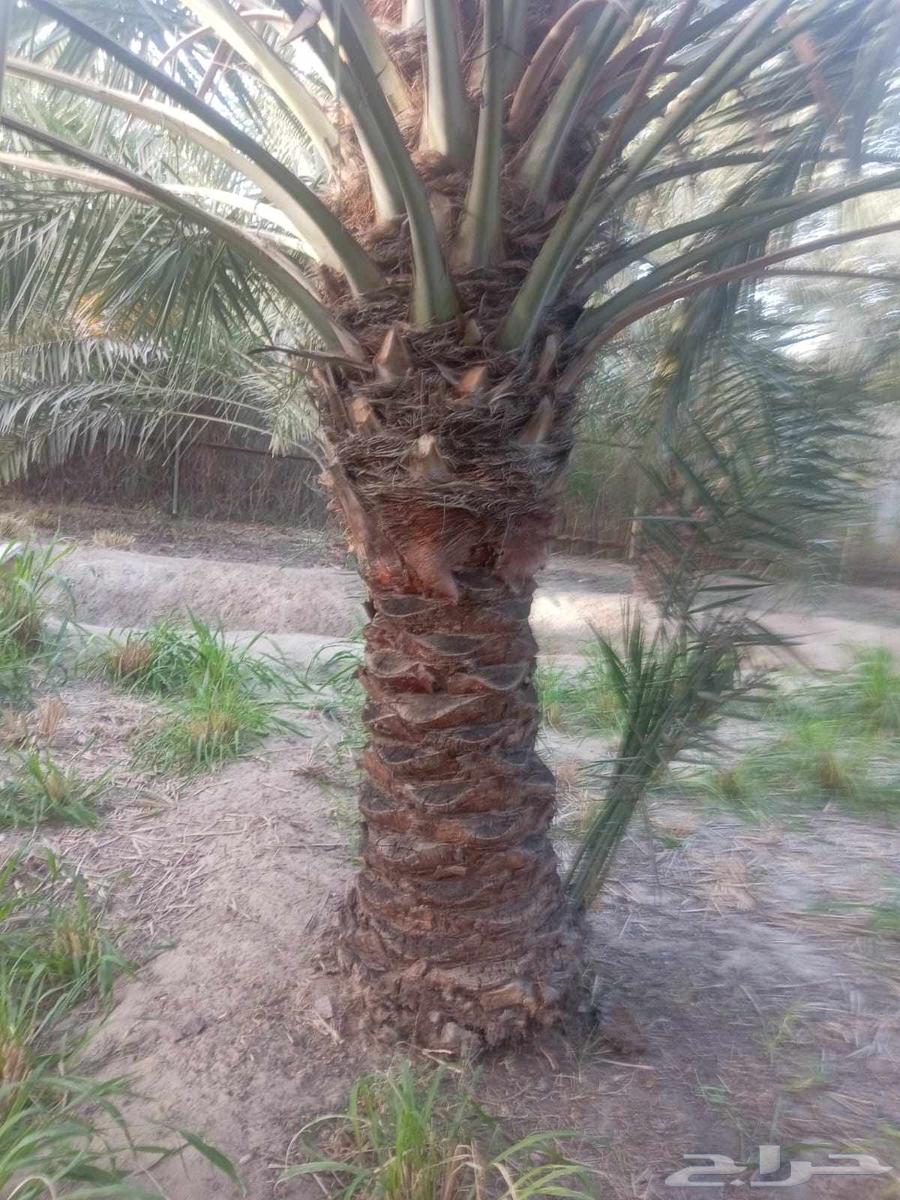 تنسيق الحدائق والزراعة64582770780931111