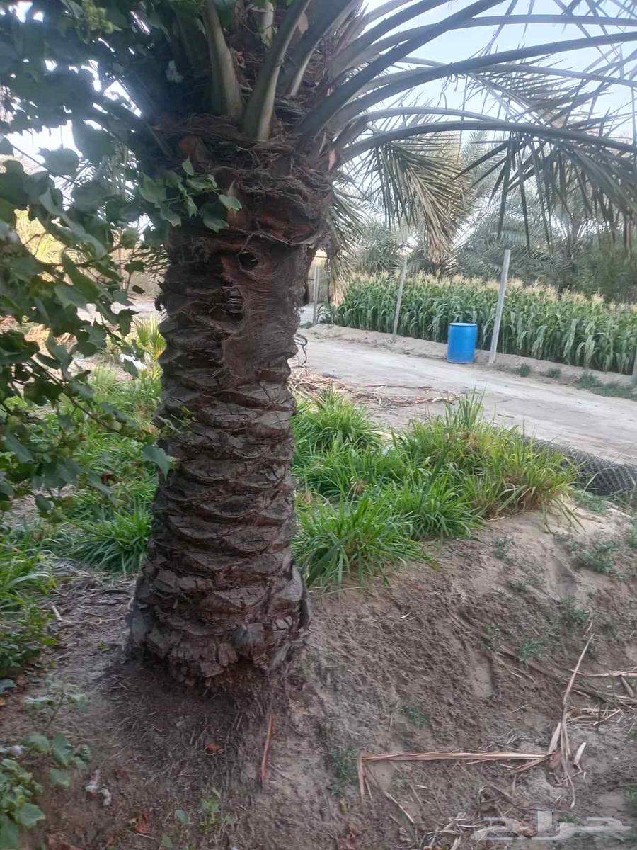 تنسيق الحدائق والزراعة64582770780931110