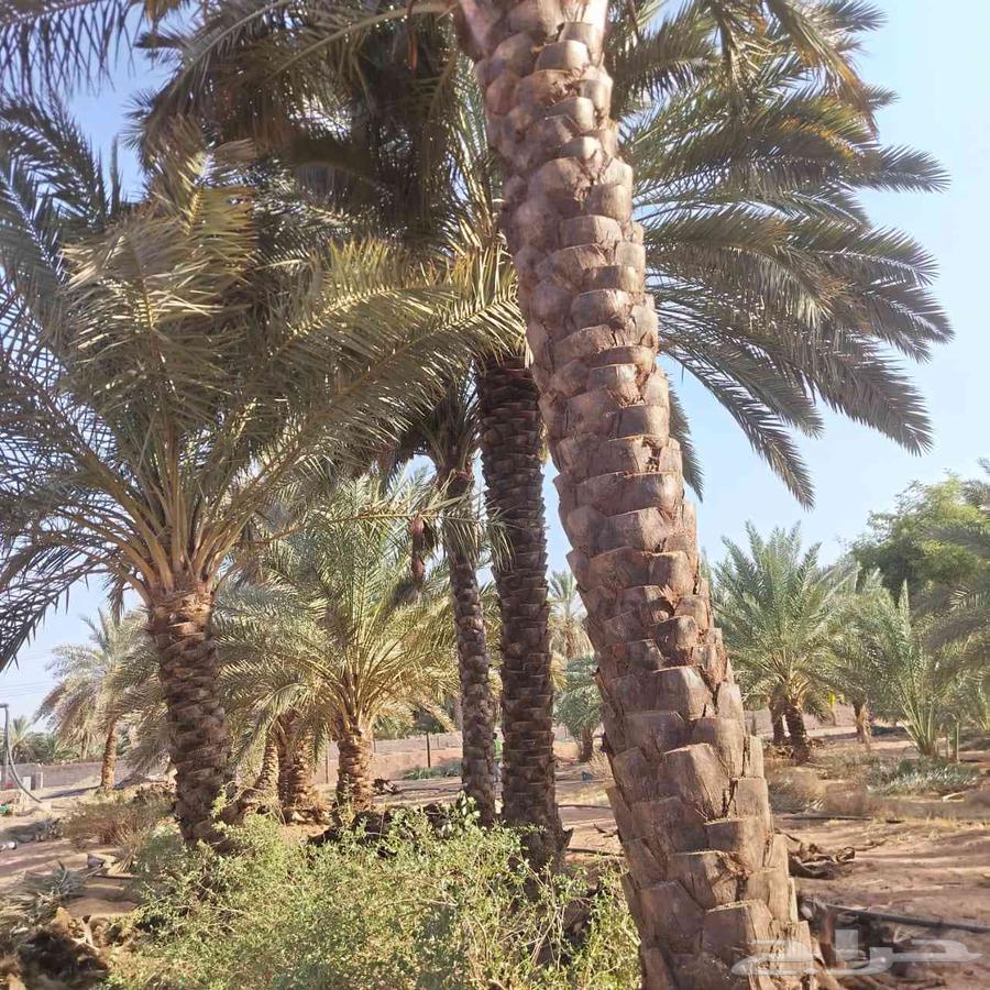 تكريب النخيل وتنظيف تشويك وتلقيح64581538987907114