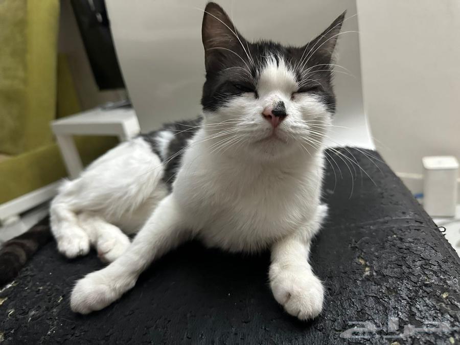 قطط للتبني جده64582675601155112