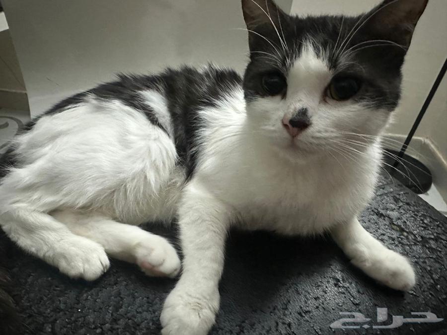 قطط للتبني جده64582675601155113