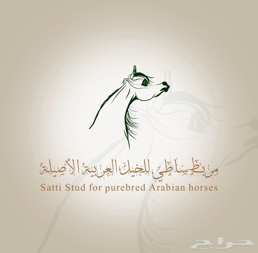 ايواء خيل ف ديراب خلف مركز الملك عبدالعزيز وتجهيز خيل الشو64589699320578110