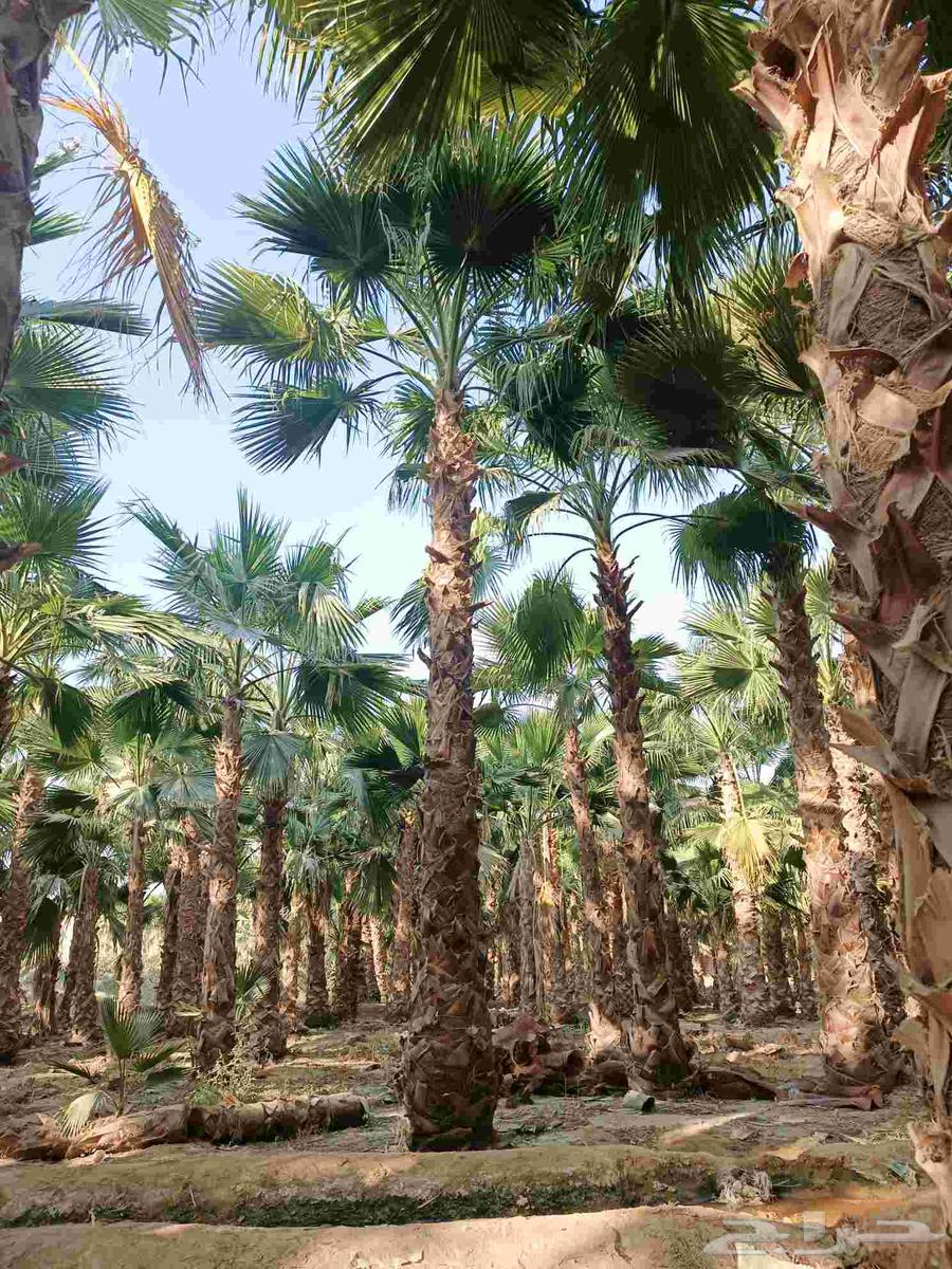 Ornamental Washington palm of all types64582692425857112