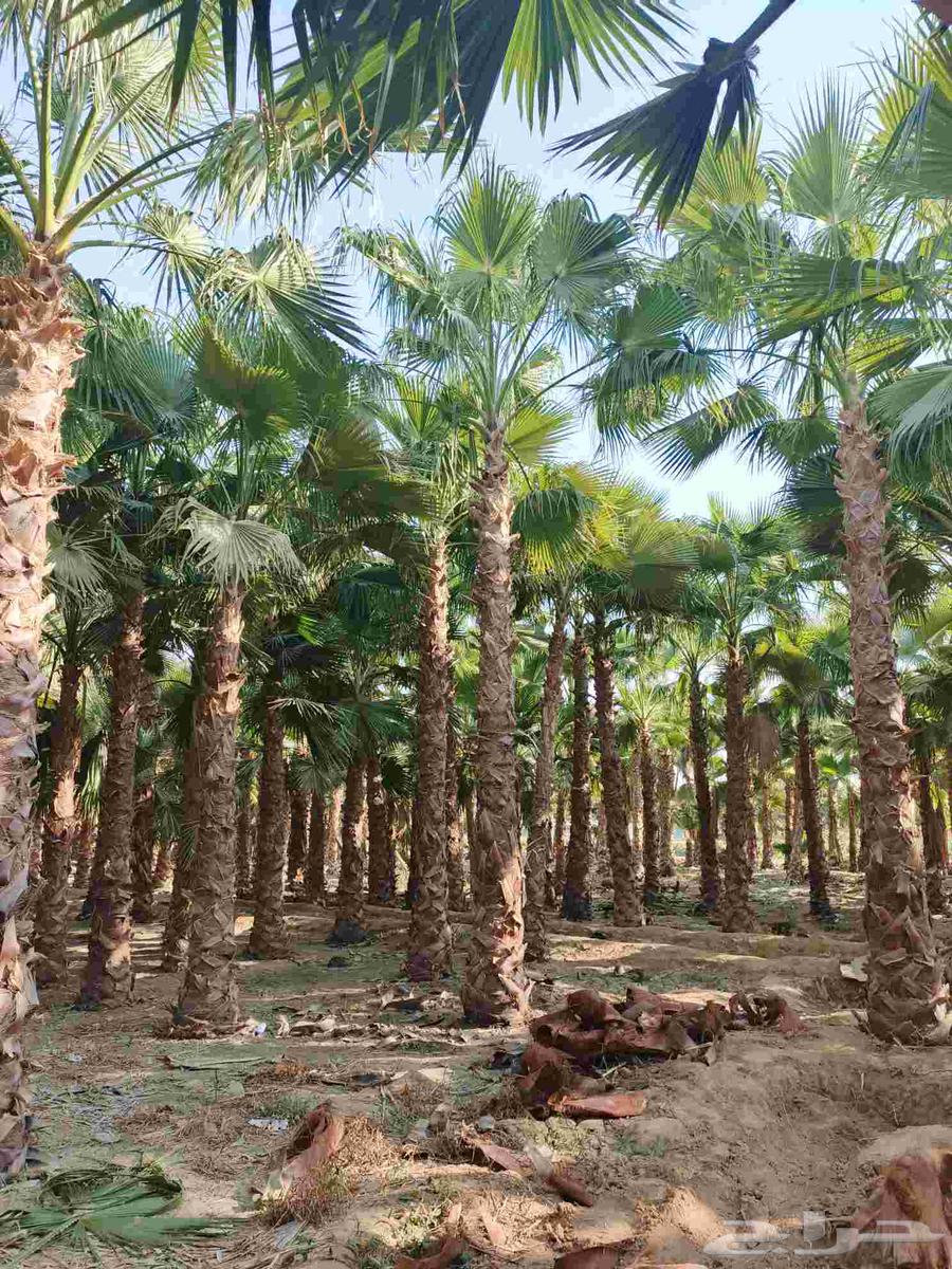 Ornamental Washington palm of all types64582692425857113