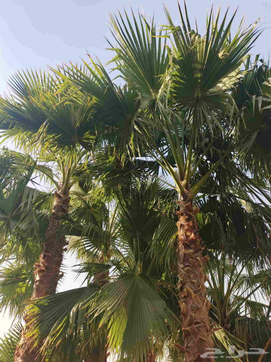 Ornamental Washington palm of all types64582692425857110