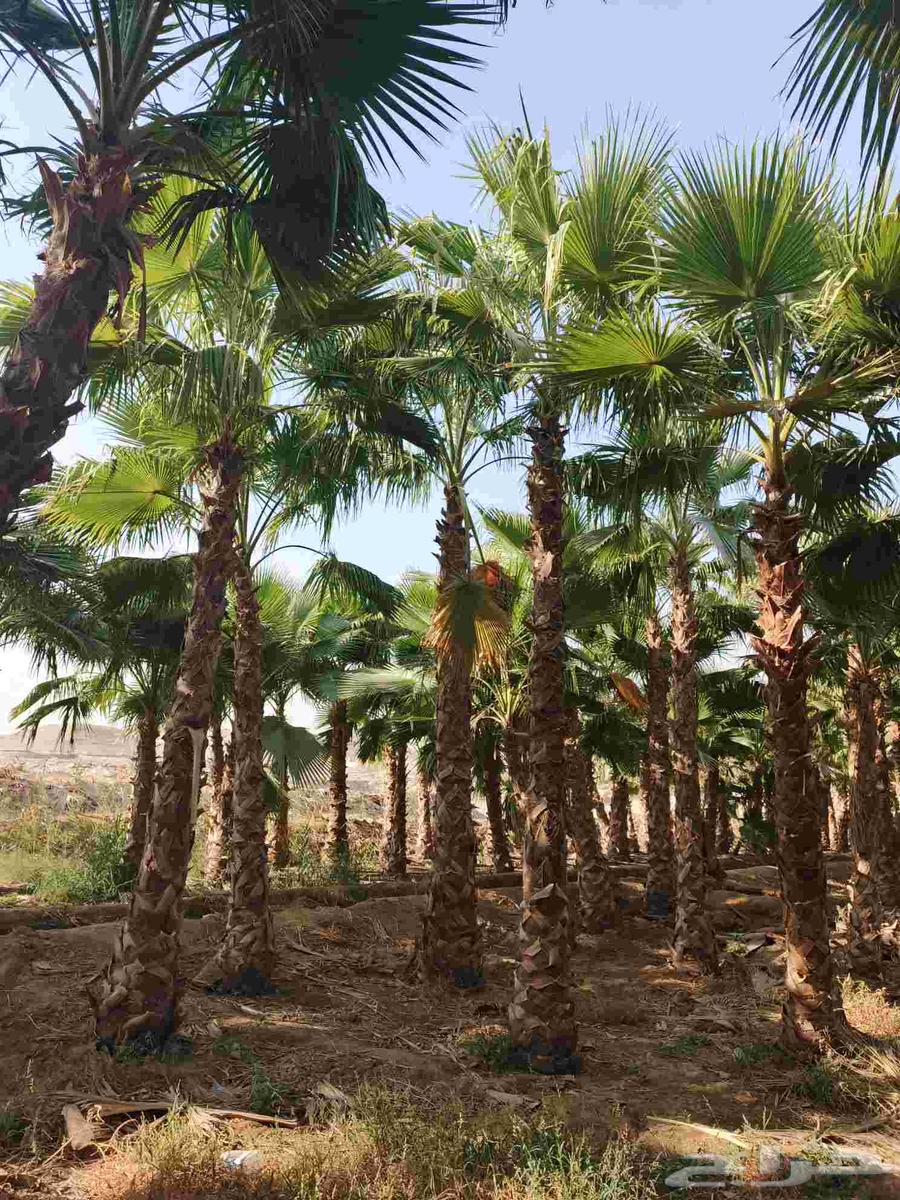 Ornamental Washington palm of all types64582692425857114