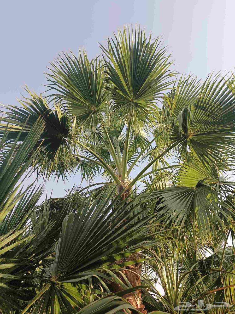 Ornamental Washington palm of all types64582692425857111