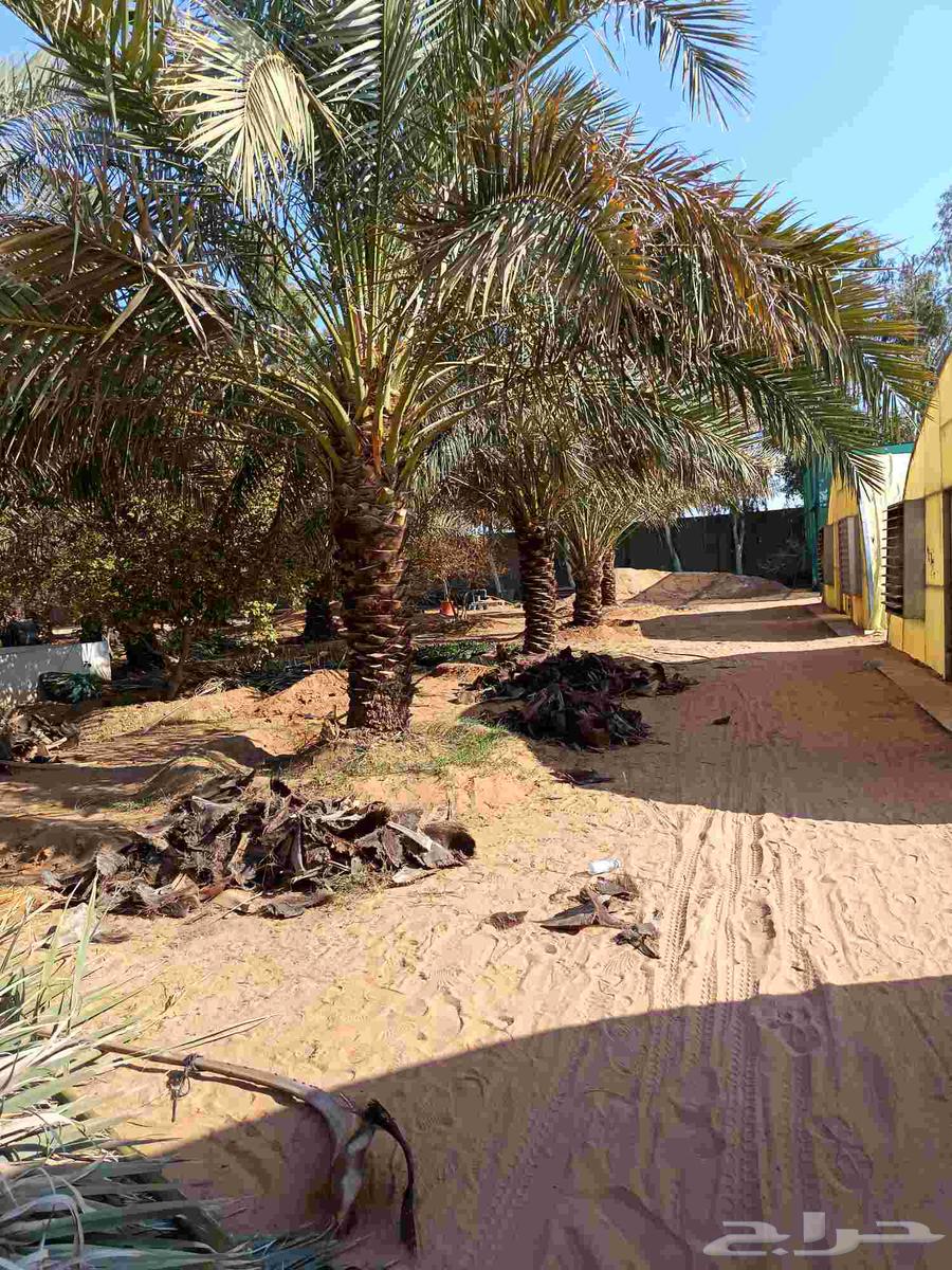 تكريب النخيل وتنظيف تشويك وتلقيح64581538987907112