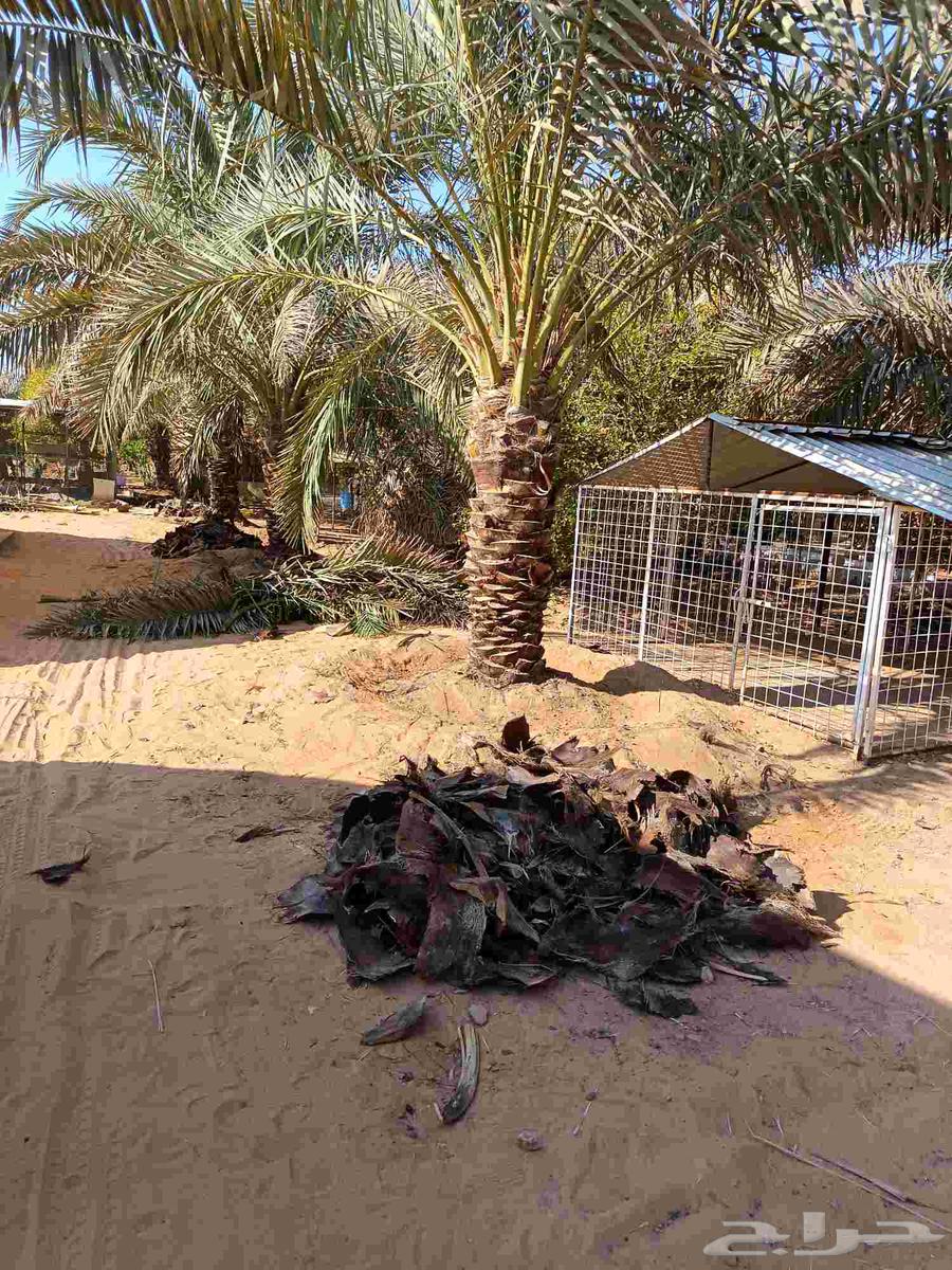 تكريب النخيل وتنظيف تشويك وتلقيح64581538987907111