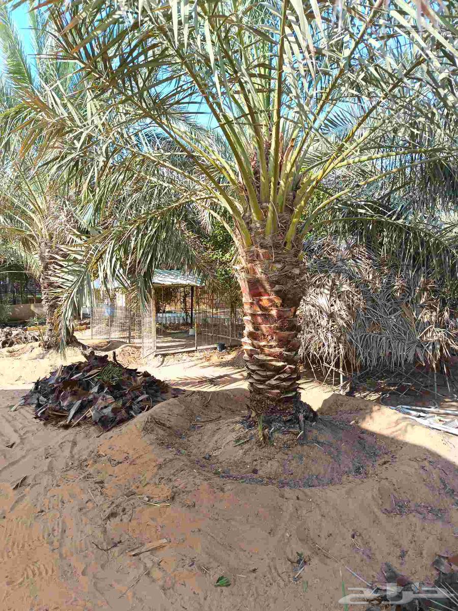 تكريب النخيل وتنظيف تشويك وتلقيح64581538987907110