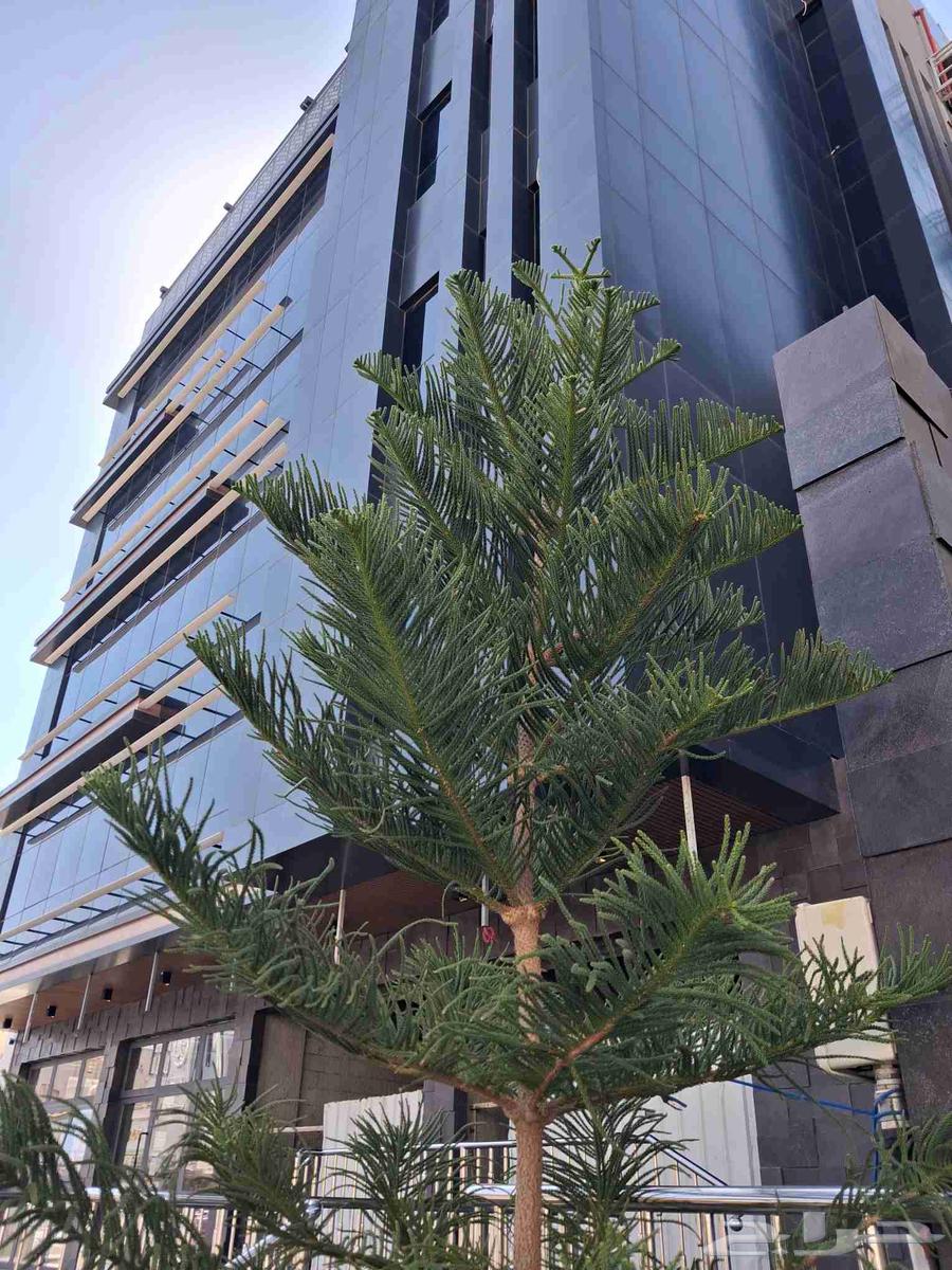 Design selection, execution, finishing, and restoration64582771219713110