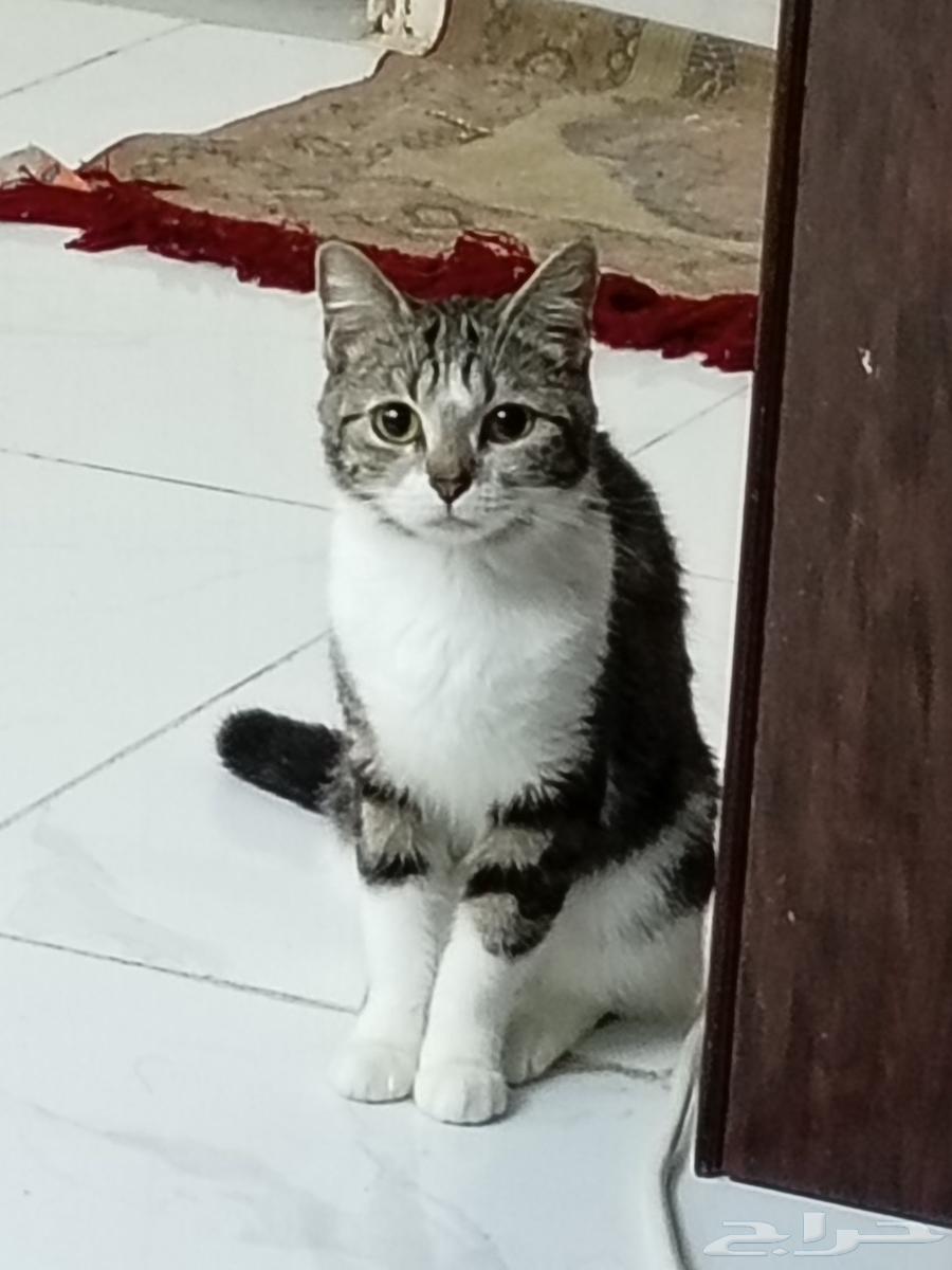 قطط للتبني جده64582675601155111