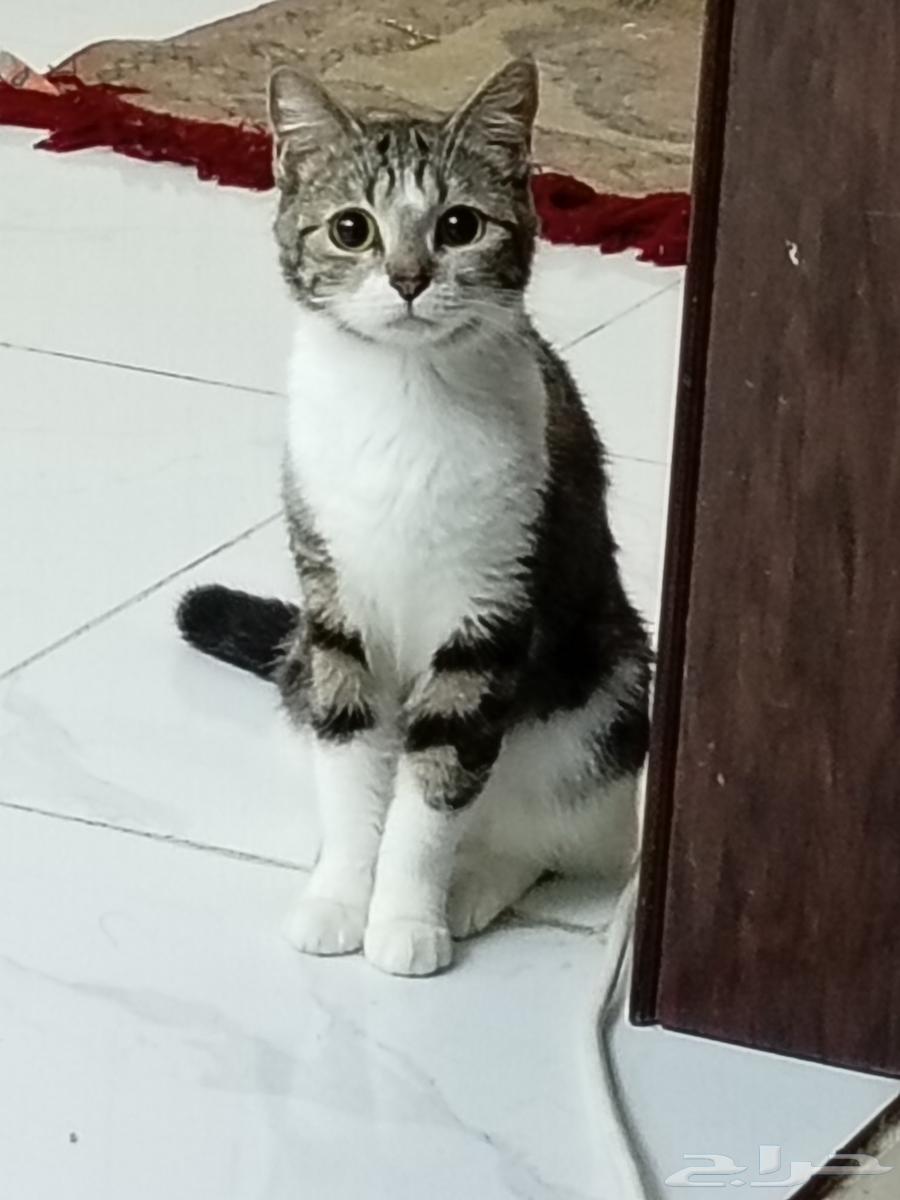 قطط للتبني جده64582675601155110