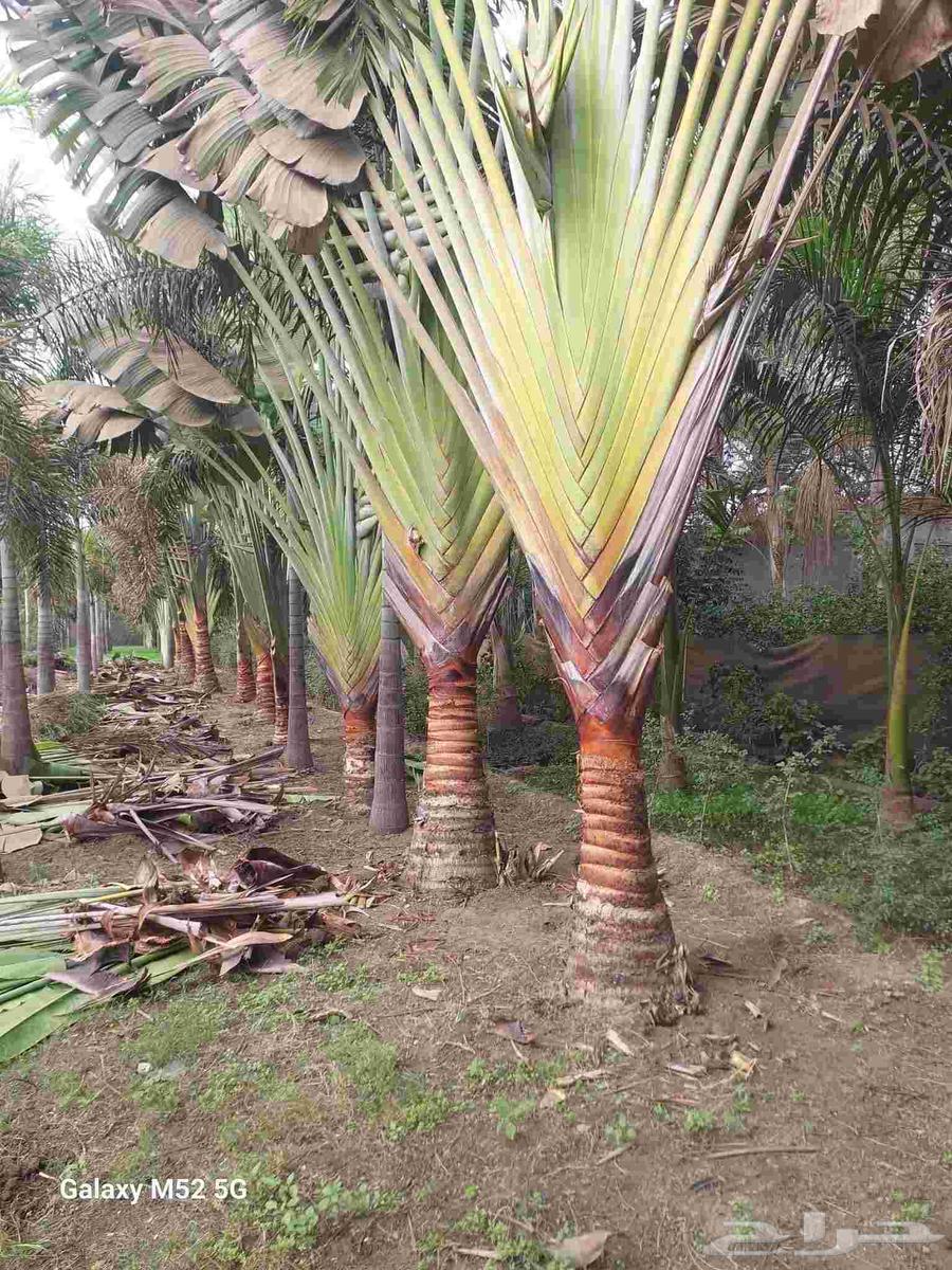 Gardens landscaping, natural grass planting and trees pruning and trimming64582755038338112