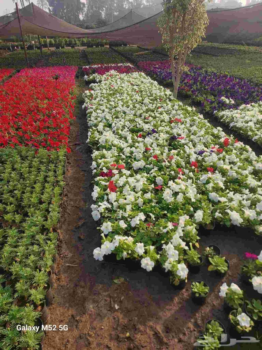 Gardens landscaping, natural grass planting and trees pruning and trimming64582755038338114