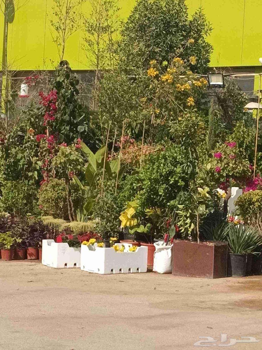 Pine Landscape Design64582708940033110