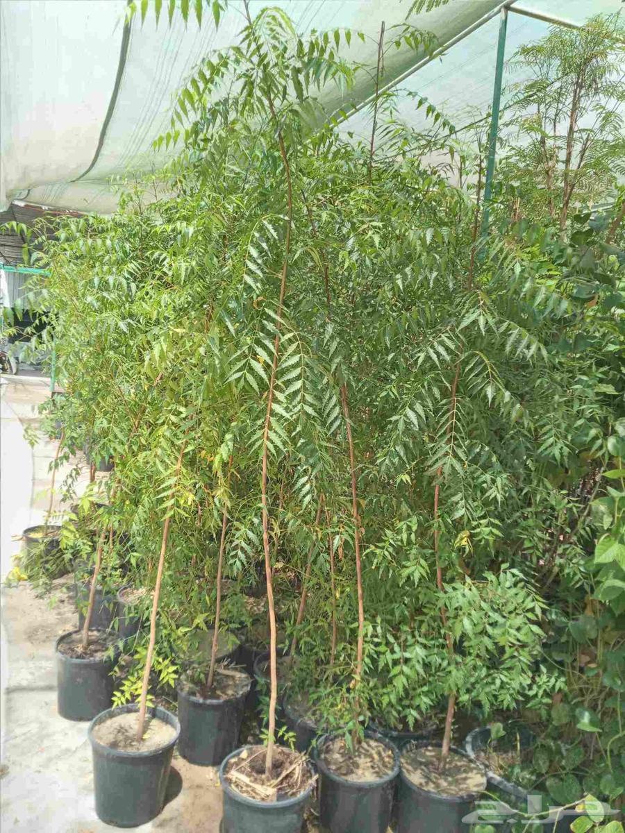 مزارع ابو سجده64582708500482112