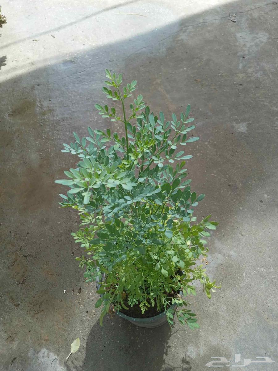 مزارع ابو سجده64582708500482111