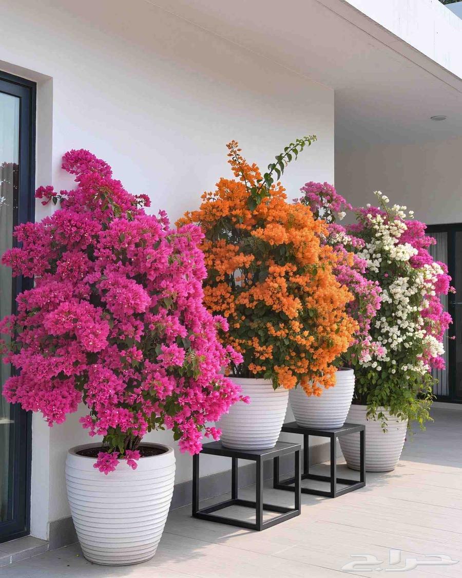 Gardens landscaping, natural grass planting and trees pruning and trimming64582755038338111