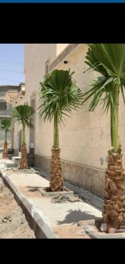 مزارع ابو سجده64582708500482114