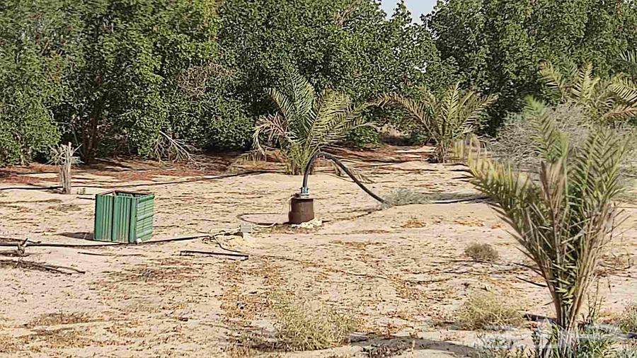 مزرعه بمليجه جنوب النعيرية 20 ك صك الكتروني64589584131075111